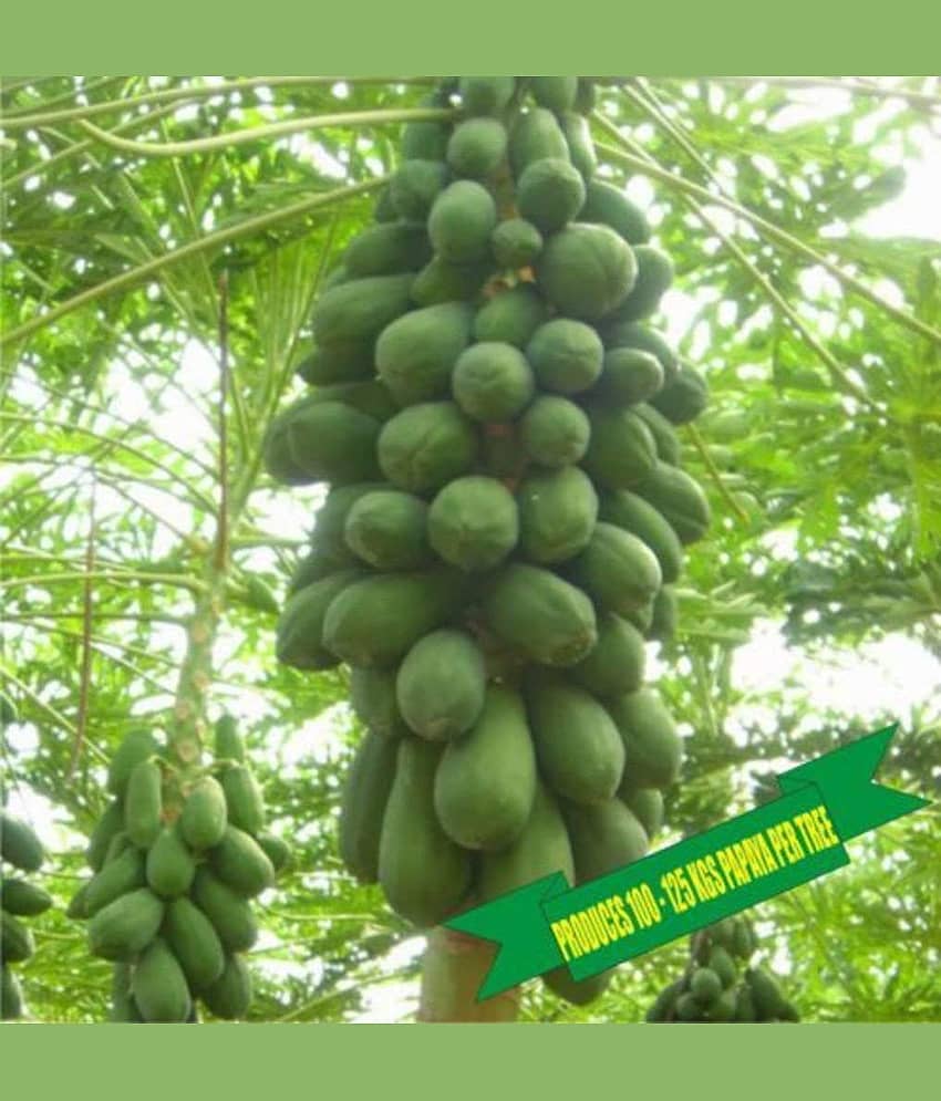 Sun Seeds : HY. Dwarf HIGH YIELDING Papaya Produces 100-125 KGS Fruit PER Tree Pack of 20 Seeds
