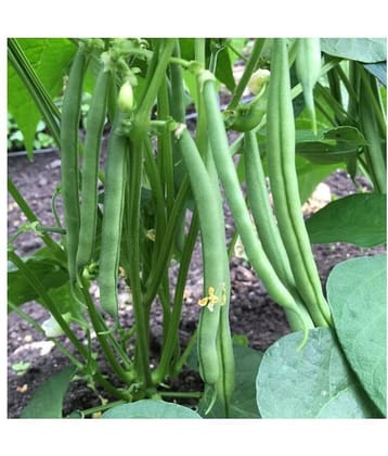 French Beans Seeds (pack of 50)
