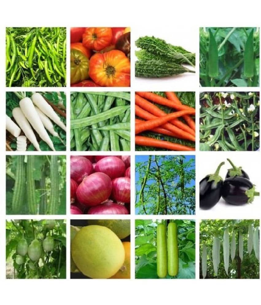 OLD STORE 16 VEGETABLE SEEDS COMBO ( MORE THAN 250 SEEDS) 15-15 SEEDS OF EACH ONE WITH MANUAL