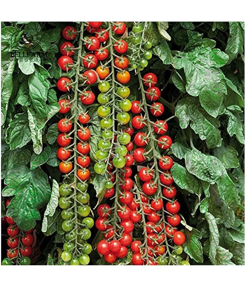 Recron Seeds Red Cherry Tomato Vegetable Seeds Pack Of 50 Seeds