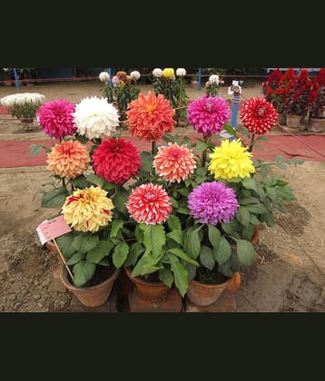 homeagro - Dahlia Mixed Flower ( 25 Seeds )
