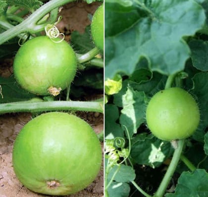 Tinda Seed Pack Of  30