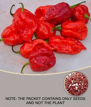 Gardens Hot Chilli Pepper 7 Pot Chaguanas Pepper 20 Seeds Pack
