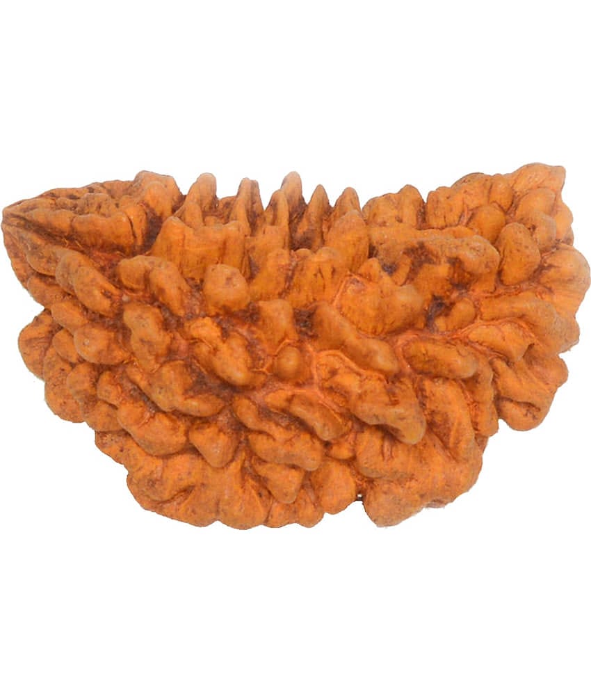 GCMR Brown 1 Mukhi Rudraksha