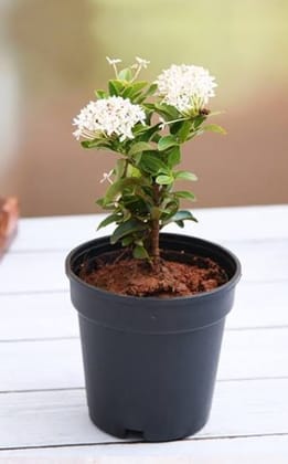 Ixora plants
