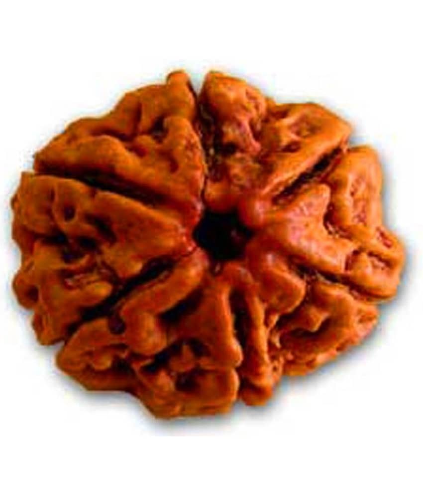 Shiva & Smriti 6 Mukhi Rudraksha
