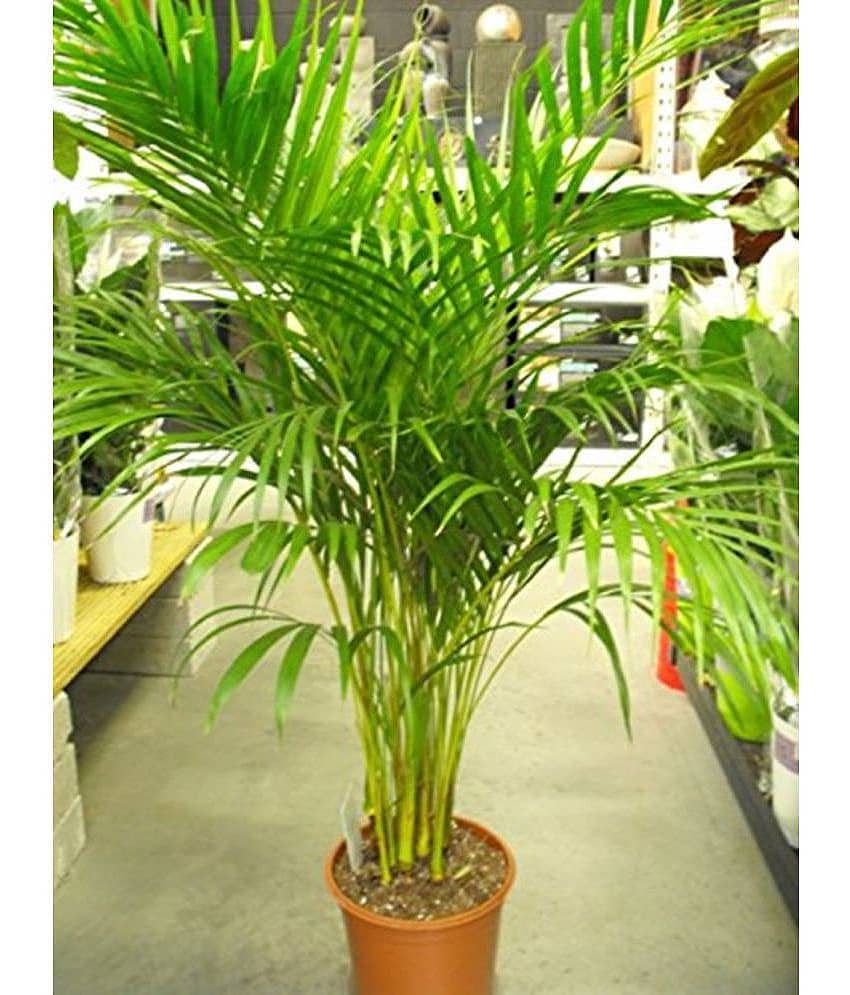 OhhSome Areca Palm Air Purification Indoor Tree Tree Seeds