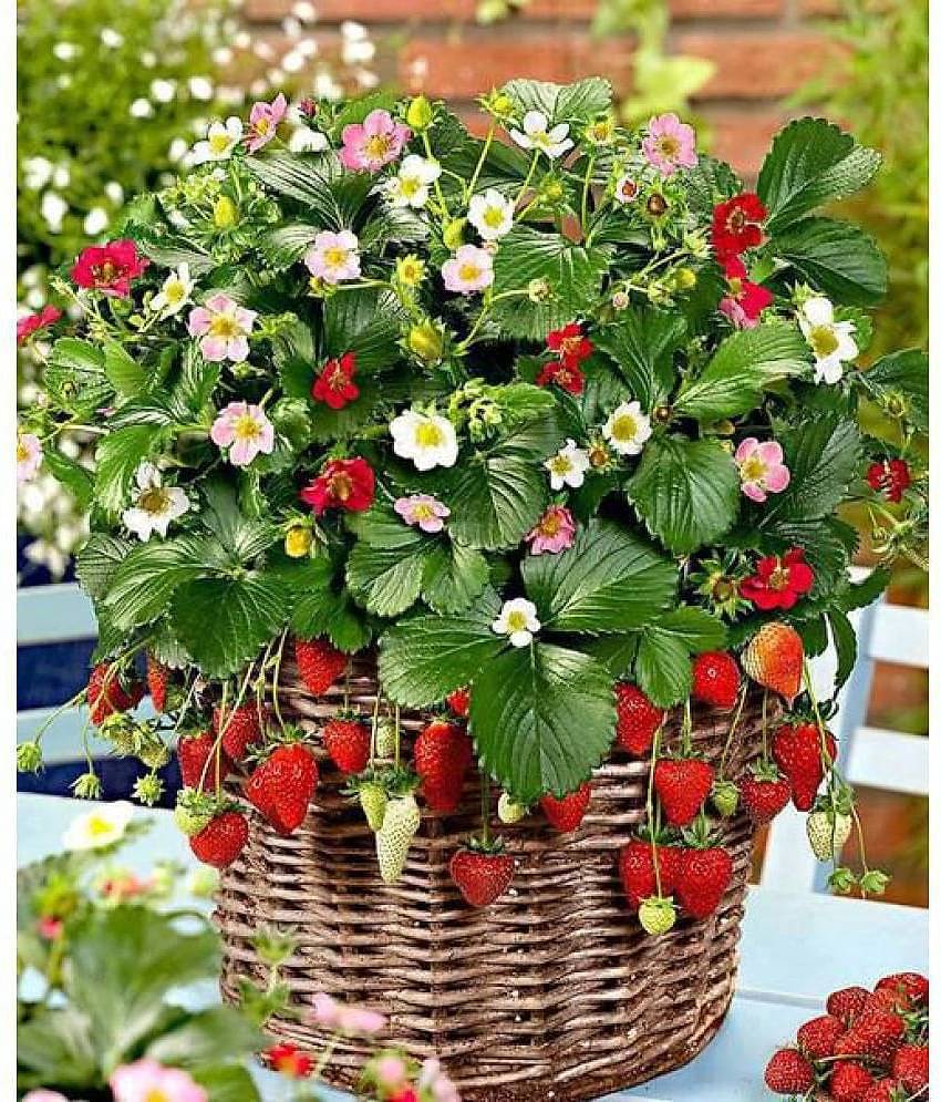Creative Farmer Herb Plants Seeds - Strawberry Pot Variety Kitchen Garden Pack