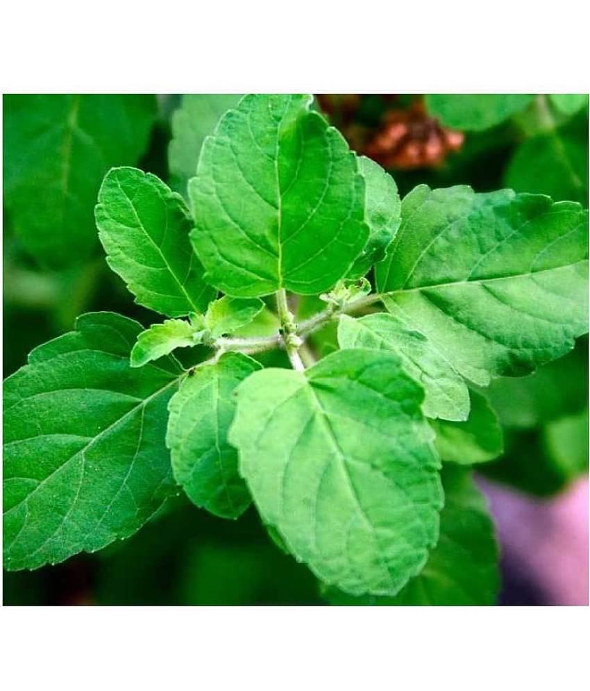 FLARE SEEDS Imported Holy Basil(Tulsi) Seeds - 100 seeds