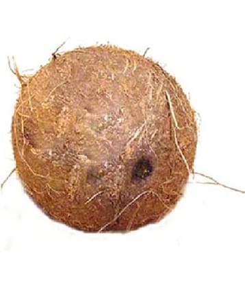 Religious Kart Brown Laghu Nariyal Natural Puja Products