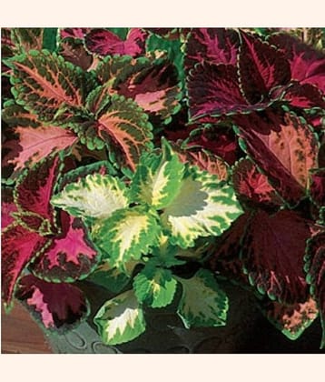 GREEN WORLD COLEUS RAINBOW MIX SEEDS ( 50 SEEDS )