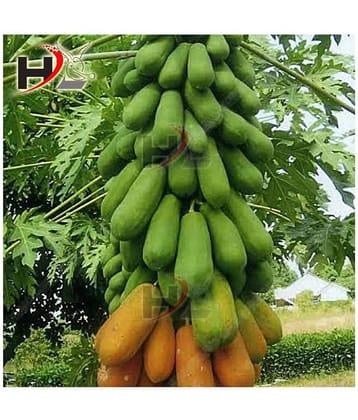 HL. Papaya Seeds 50pcs (Hybrid)
