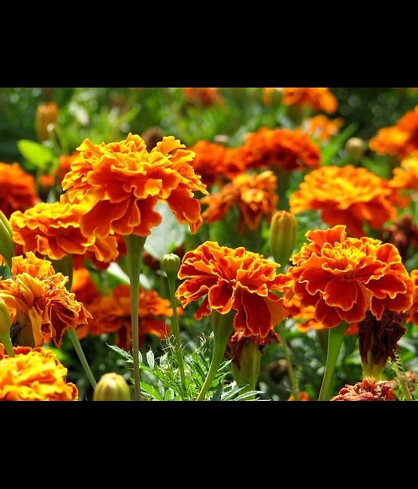 Infintegreen French Marigold Chintamani Flower ( 100 Seeds )