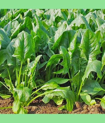 Jignisha Seeds Organic Palak Vegetable ( 200 Seeds )