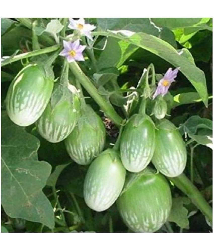 BRINJAL Seeds, F1 Hybride (51 seeds)