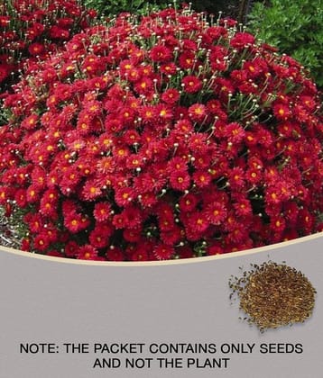 homeagro - Indian Chrysanthemum Mixed Flower ( 50 Seeds )