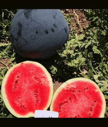 Jignisha Seeds Black Watermelon Fruit ( 10 Seeds )