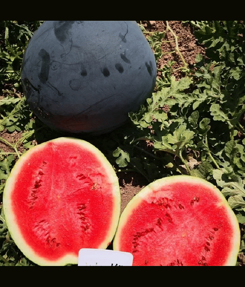 Jignisha Seeds Black Watermelon Fruit ( 10 Seeds )