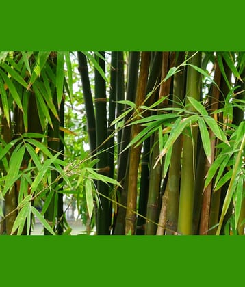 INDIAN BAMBOO LONG 30 seeds pack with user manual for your garden