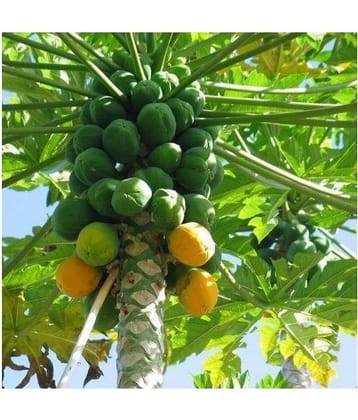 Dwarf Variety Huge Production Hybrid Seed-1 Pack Of 50 Seeds