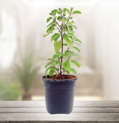 Tulsi plant (Ocimum tenuiflorum)