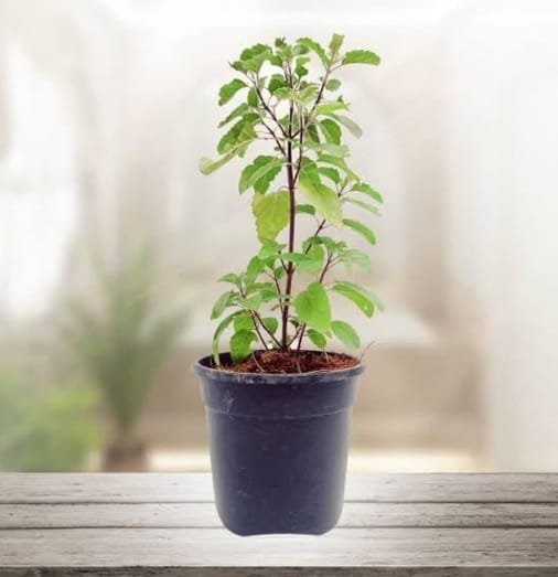 Tulsi plant (Ocimum tenuiflorum)