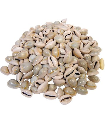 Vardhman Other Sea Shells kowrie Used Art & Crafts Decorations ( Pack of 1 )