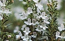 Antioxidant Herbs Antioxidant Herbs