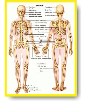 Photojaanic Paper Wall Poster Without Frame