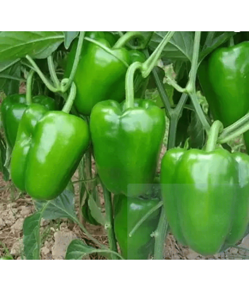 CLASSIC GREEN EARTH - Capsicum Vegetable ( 23 Seeds )