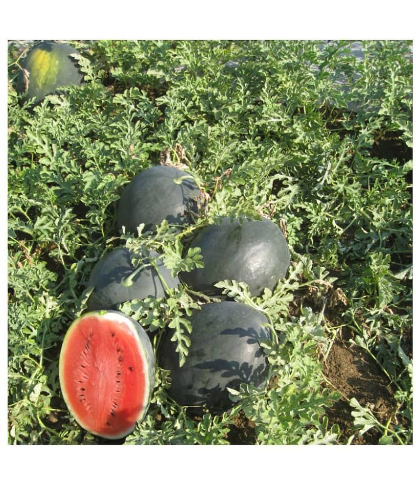 Watermelon Extremely Sweet Icebox Type - F1 Hybrid 10 Seed