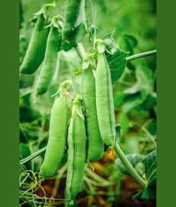 Vedhahi Peas Vegetable ( 50 Seeds )