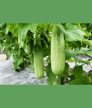 Jignisha Seeds Cucumber Vegetable ( 50 Seeds )