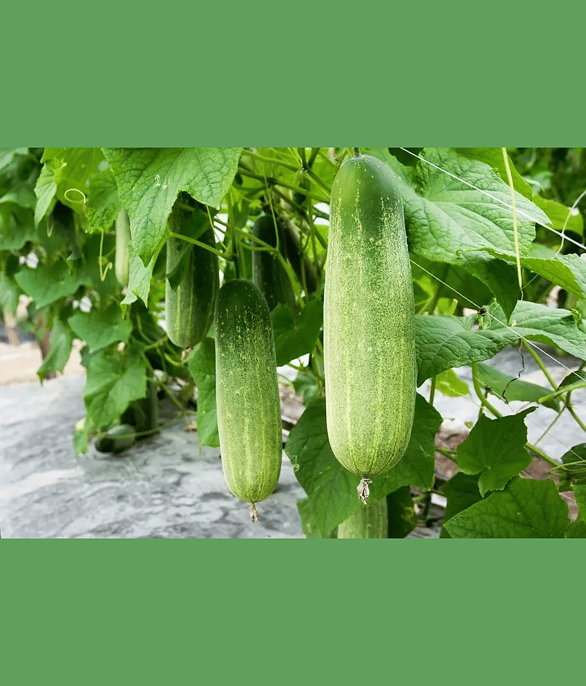 Jignisha Seeds Cucumber Vegetable ( 50 Seeds )