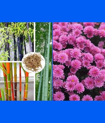 Homeagro Seeds Combo - Bamboo Plant ( 20 Seeds ) and Chrysanthemum mix Flower ( 50 seed )
