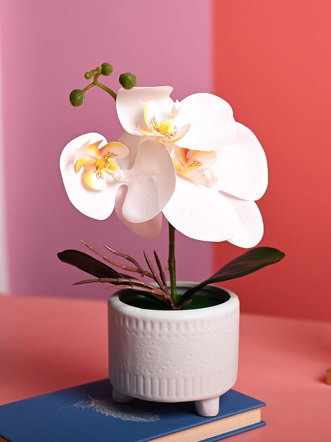 White Orchid Flowers With Green Pot - Table Top Plants