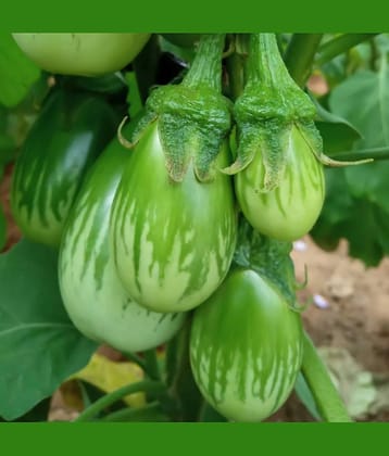 Jignisha Seeds Hybrid Brinjal Vegetable ( 50 Seeds )