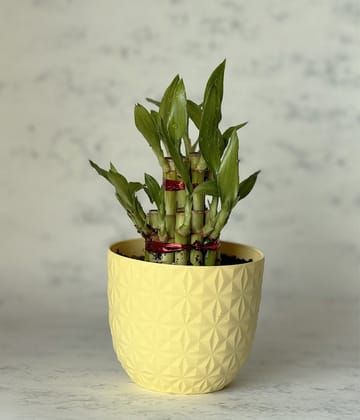 2 LAYER LUCKY BAMBOO IN YELLOW DIAMOND PLANTER