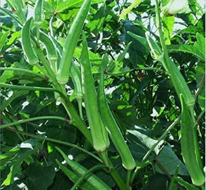 Bhindi / Okra / Ladies Finger Vegetable Seed Pack Of  50