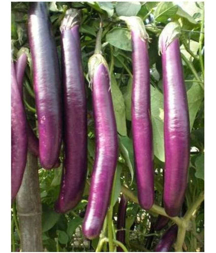 Brinjal Long Purple Variety 100 Seeds - Hybrid Vegetable Bainan Seeds - with user manual for home gardening use