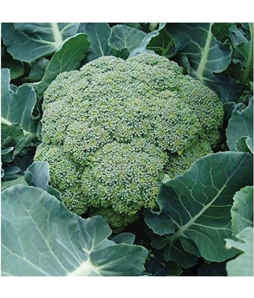 HN organic seed - Broccoli Vegetable ( 50 Seeds )