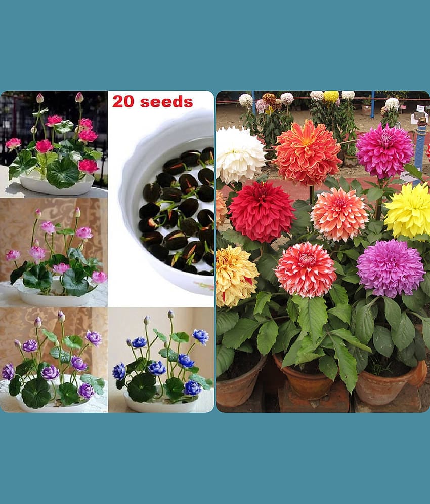 homeagro - Combo of Lotus Flower Mix Colors ( 20 seed ) and Dahlia Mixed Flower ( 25 Seeds )