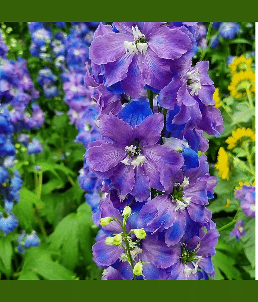 Vedhahi Larkspur Flower ( 40 Seeds )