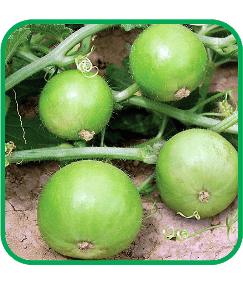 Aero Seeds Tinda Vegetable ( 30 Seeds )