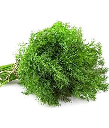 soya saag dill culinary 150 seeds pack with user manual