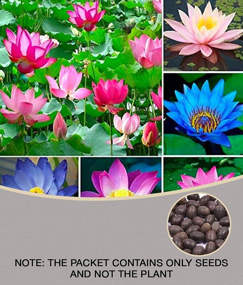 Gardens Bonsai mix color Lotus Flower 20 Seeds Pack + Instruction Manual