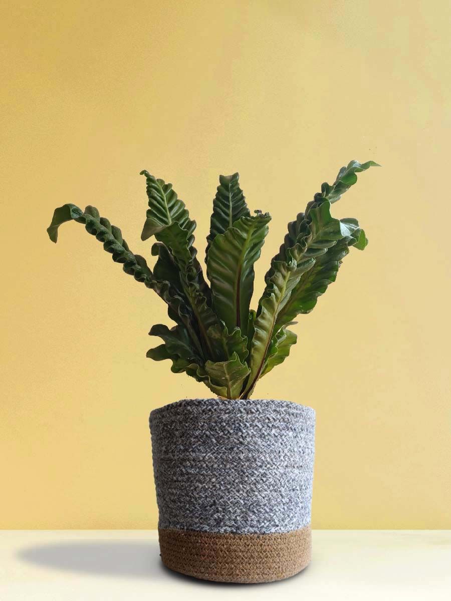Cobra Fern (X-Large)