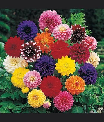 HN organic seed - Dahlia Mixed Flower ( 25 Seeds )