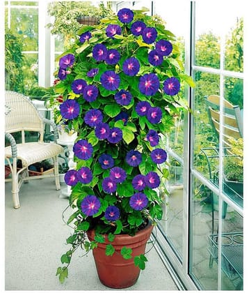 Matrix Annual Climbing Ipomoea Plant Flower Seeds - 30 Seeds/Pack With Instruction Manual