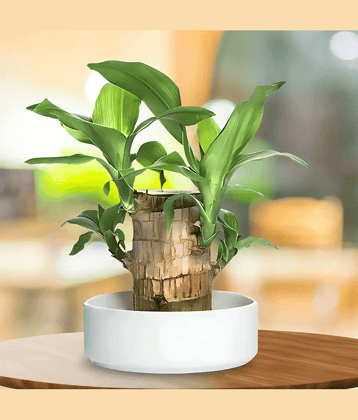 Brazilian Wood Live Indoor Plant | Lucky Bonsai for Home & Office Decor
